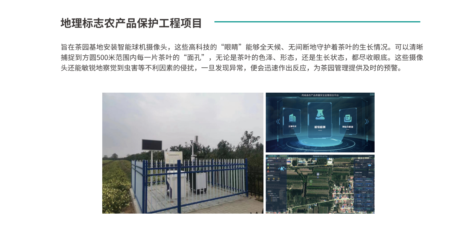 茶园2.png